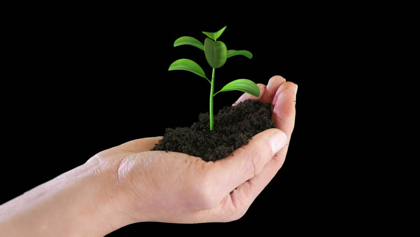 hand holding growing plant on stock footage video 100 royalty free 8940328 shutterstock hand holding growing plant on stock footage video 100 royalty free 8940328 shutterstock