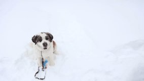 Dog sitting in snow, video