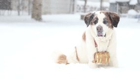 Saint Bernard dog in snow, video