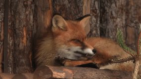 Eye contact with adorable red fox, vulpes vulpes, lying on wood log wall background. Picturesque smart look of the vulpes, skilled raptor and elegant animal. Cute and cuddly creature in HD clip.
