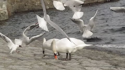 lunch time for swans and seagulls - hd video
