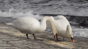 close up of swans having lunch - hd video
