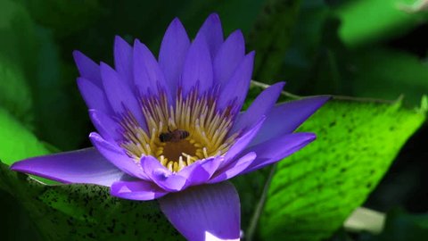 Purple Lotus flowers and bees, close up