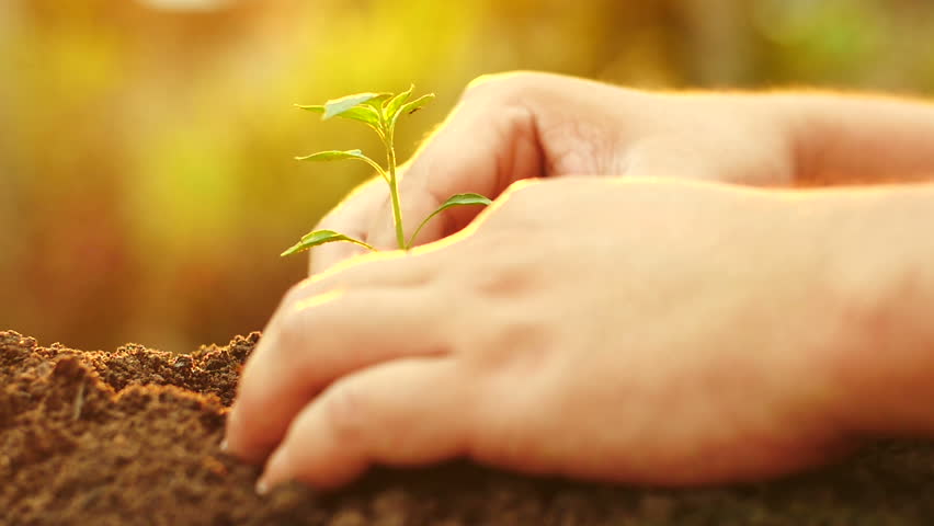 Planting, Seeding, Seedling, Close up. Male hand planting young tree over sunrise light  Vintage Style , Slow motion