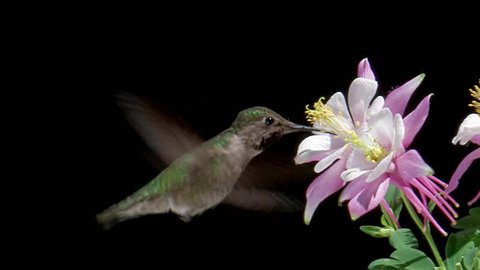 Anna's Hummingbird feeding on flowers