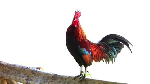 Bantam, rooster crows at Chiang Mai Thailand, White background 1920x1080