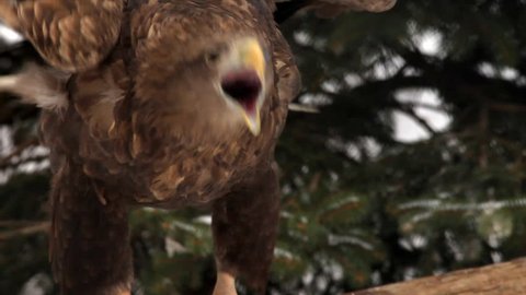 Cry of adorable white-tailed sea eagle or erne, Haliaeetus albicilla, flapping on forest background close up. Beautiful raptorial bird with severe expression in amazing HD clip with sound track.
