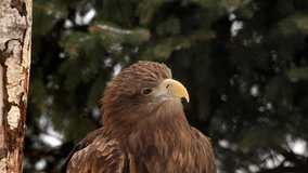 Yawning of excellent white-tailed sea eagle or erne, Haliaeetus albicilla, perching on forest background close up. Beautiful raptorial bird with severe expression in amazing HD clip.
