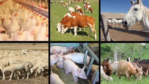 Farm animals collage, cows, horses, chicken, pigs, sheep, goat, piglets, goose, rooster