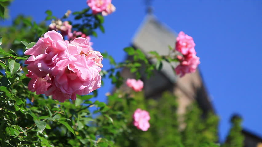 Roses with church tower