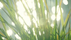 Closeup of transparent grass in the wind with waiving water and sparkles. Back-light. Beautiful natural pattern in sunny day. Summer moving background. HD video clip.
