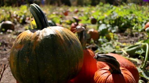 Стоковое видео: Close up of a pumpkin in a pumpkin patch on a beautiful sunny autumn day.
