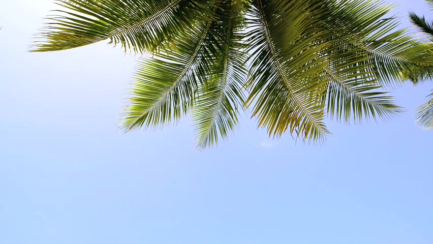 Tropical white sand beach with palm trees | Shutterstock HD Video #8964214