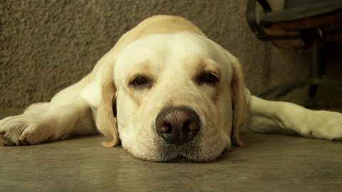 A close up shot of a labrador who is lying down: stockvideo
