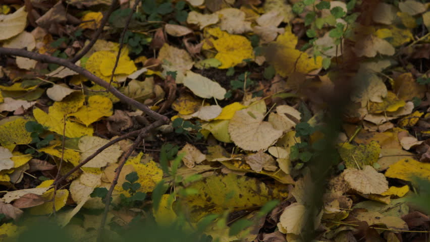 Autumn In Forest, Yellow Leaves, Close Up, Background, Rack Focus