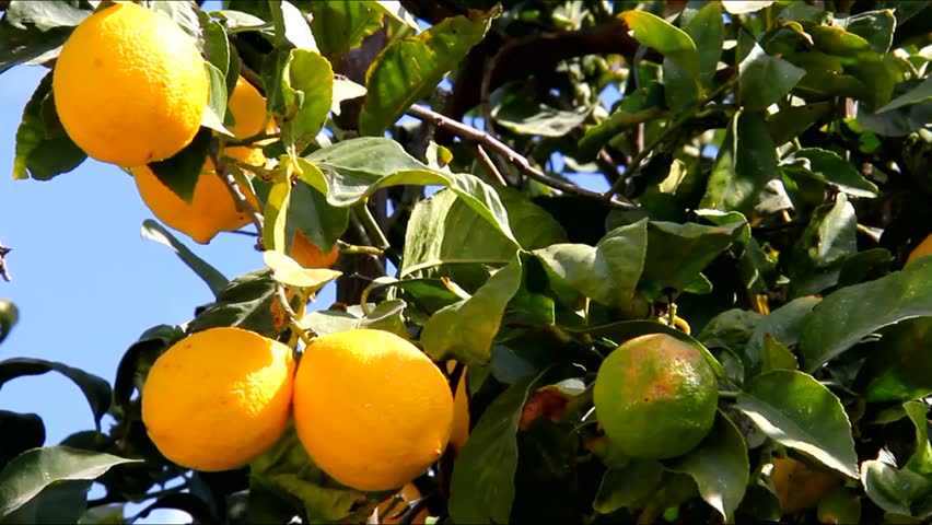 Lemon Tree Branch with Leaves Stock Footage Video (100% Royalty-free