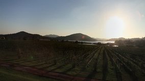Stock Video Footage 1920?1080 Vineyard against mountains, the sky and sunset. Summer day. Panorama.One of the most important crops - grapes. Static, HDV, Hidef, Fx, Hd, Definition, High
