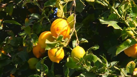 Lemon tree branch with leaves and fruits on blue sky background