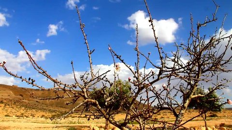 Negev Desert . Almond starts flowering