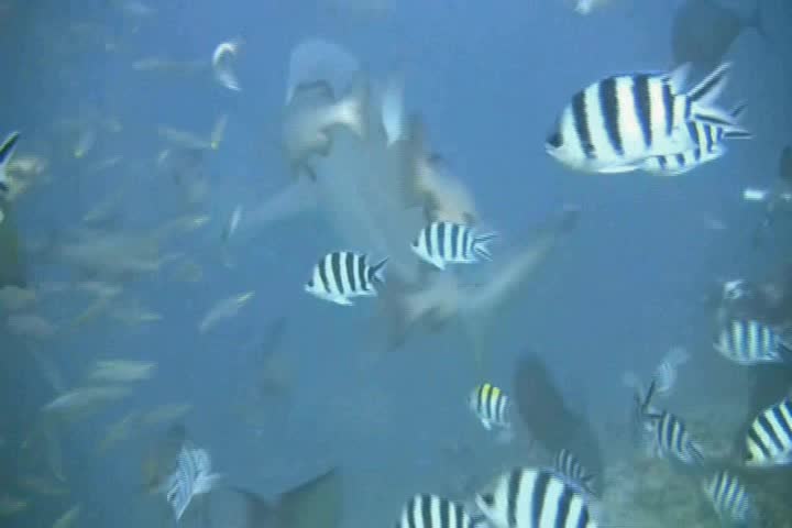 Bull shark (Carcharhinus leucas). Dangerous feeding underwater in Fiji Islands