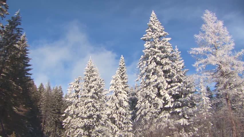 Winter Forest
Snow covered trees at wintertime up on Mount Spokane in Spokane County, Washington.
