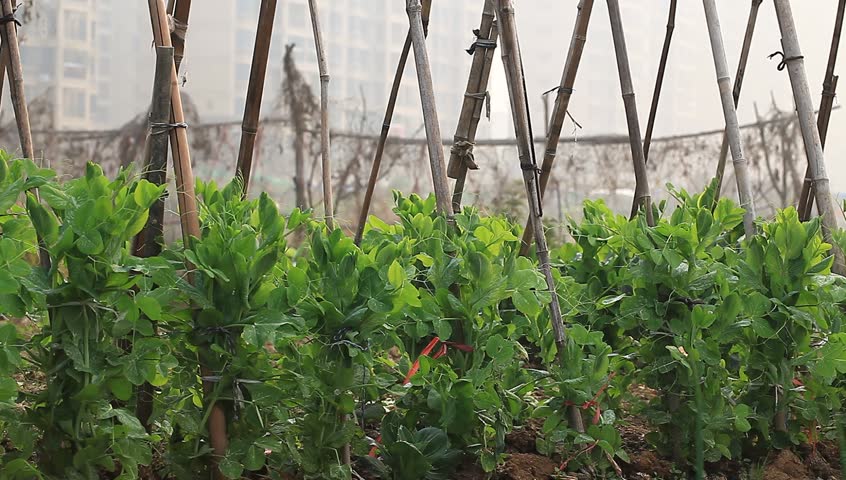 snow bean in the garden