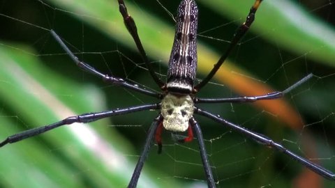 Starting with a Macro shot of a huge Golden Silk Orb-Weaver spider (genus Nephila),  we go to a long Zoom out exposing the jungle behind, and giving a reference for just how big the creature is.