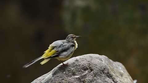 Bird (Yellow Wagtail) , Thailand