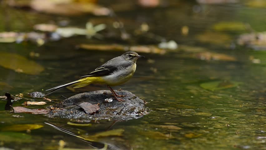 Bird (Yellow Wagtail) , Thailand