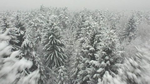 AERIAL: Low flight over snowy spruce forest in winter 库存视频