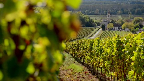 Bordeaux vineyard in autumn