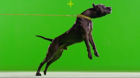 3K Real black pit bull dog barking. Green screen chroma key. Slow Motion. 
Shot on RED EPIC Cinema Camera.