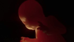 Unborn Baby in the Womb 4K 3D HD Animation