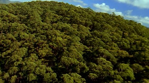 A sweeping aerial shot from a helicopter revealing over a hill an Australian gumtree forrest in Healesville Victoria, transferred from 16 mm film to HD