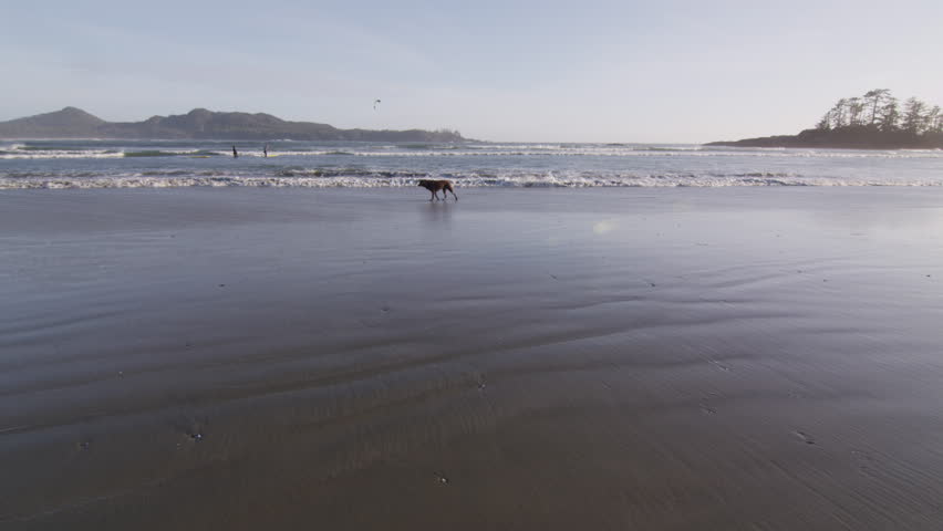 A chocolate lab plays in ocean swells on a sandy beach with kite surfers in the distance.  A ocean wave swells towards the camera.
