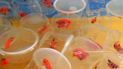 containers of flame angels in an aquarium tank at a tropical fish wholesaler in hawaii