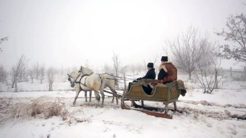 Two white horses pulling the sledge in wintertime