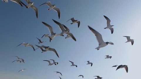 Flock of Seagulls And Birds Flying High In The Sky. Super Slow Motion 120p