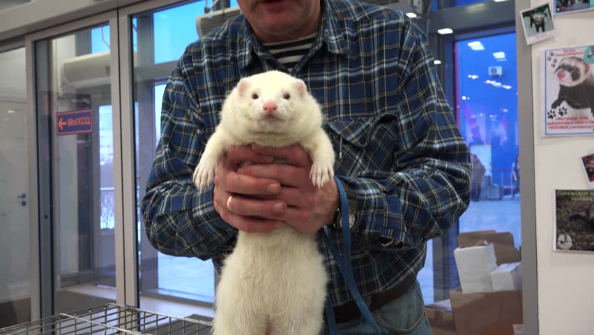 SAINT-PETERSBURG, RUSSIA -  FEBRUARY, 2015: White ferret in the hands of the owner. Shot in 4K (ultra-high definition (UHD), so you can easily crop, rotate and zoom, without losing quality! Real time.