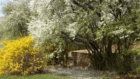 Spring trees - Powered by Shutterstock - Get 15% off with code: PIKWIZARD15