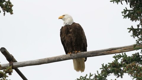 Bald eagle sitting high on a perch. American symbol of power and strength. Bold and majestic.