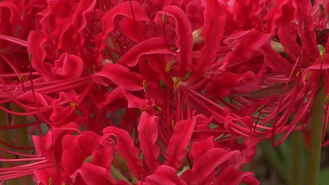 A Large Bouquet Of Red Stock Footage Video 100 Royalty Free Shutterstock