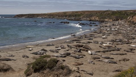 4K Time lapse of a huge colony of elephant seals, Mirounga angustirostris, in California, Big Sur Coast