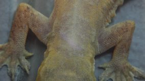 Stock Video Footage 1920x1080 Gecko Lizard Reptile Macro. Reptile, legs, eyes, face, watching, breathing, sticks out his tongue. Static, HDV, Hidef, Fx, Hd, Definition, High.
