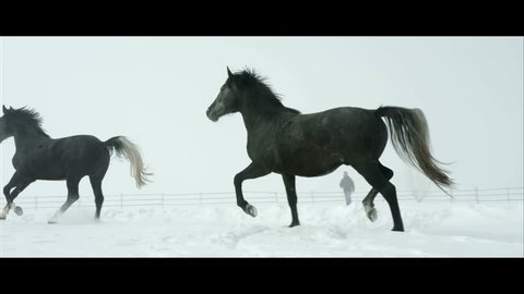 Horses galop outdoor in slowmotion during a Cold Winter weather