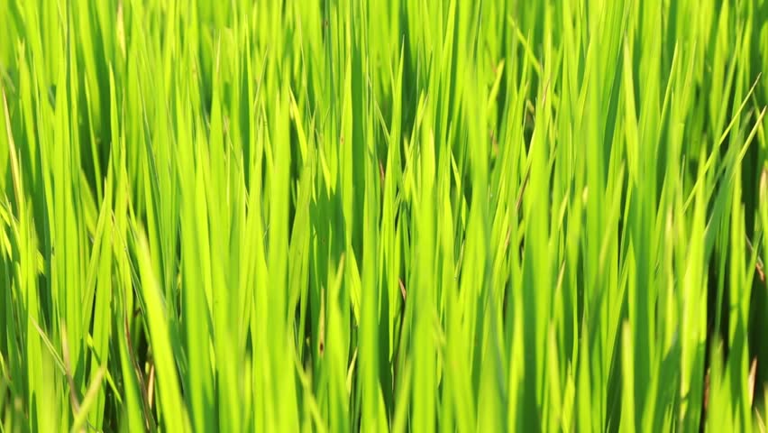 Rice harvest. | Shutterstock HD Video #9015031