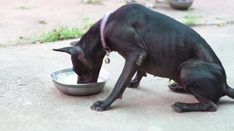 black thai dog sitting and eating food in the bowl politely 
