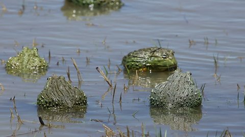 African Giant Bullfrogs Pyxicephalus Adspersus Mating Stock Footage ...