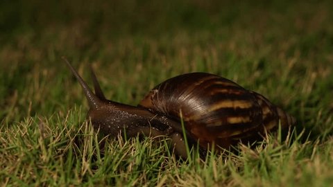 brown snail grazing in the garden