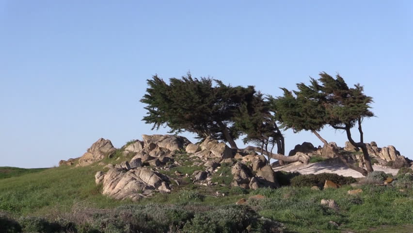 Windblown Cypress Trees on California Pacific Coast